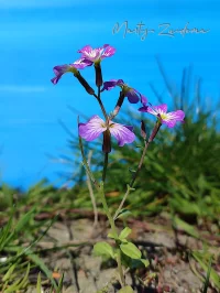 [Malcolmia maritima]